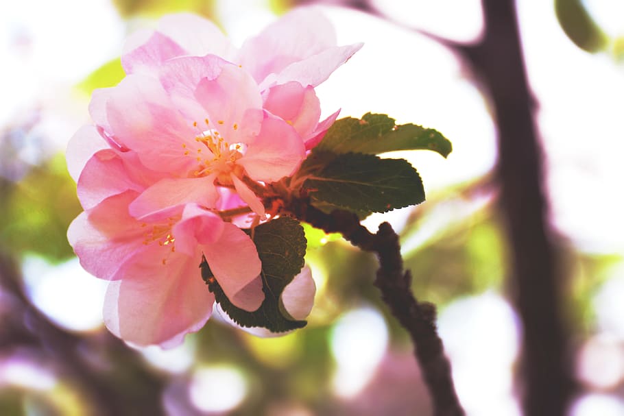 canada, apple blossom, tree, fruit, pink, purple, flower, closeup HD wallpaper