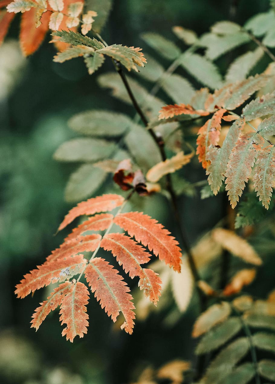 green plant, leaf, veins, tree, orange, macro, forest, colorful HD wallpaper