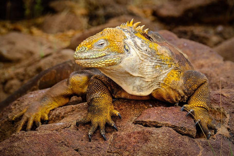 lizard, animal, reptile, iguana, gecko, soil, green lizard