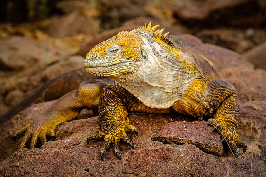Yellow Iguana on Rock, animal, animal photography, close-up, color HD wallpaper