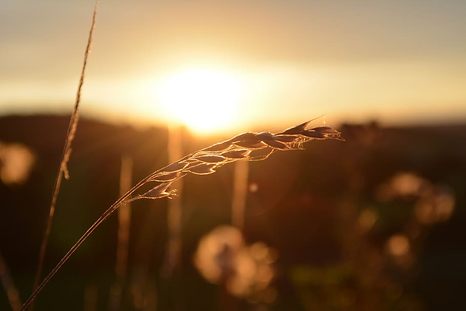 sunset, sky, landscape, nature, field, schönwetter, light HD wallpaper