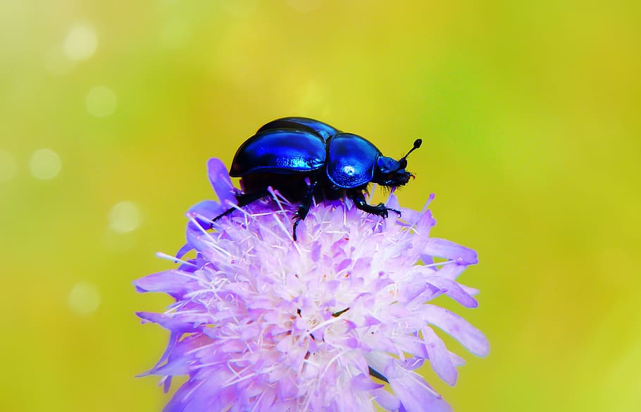 forest beetle, the beetle, wings, flight, start, insect, animals HD wallpaper
