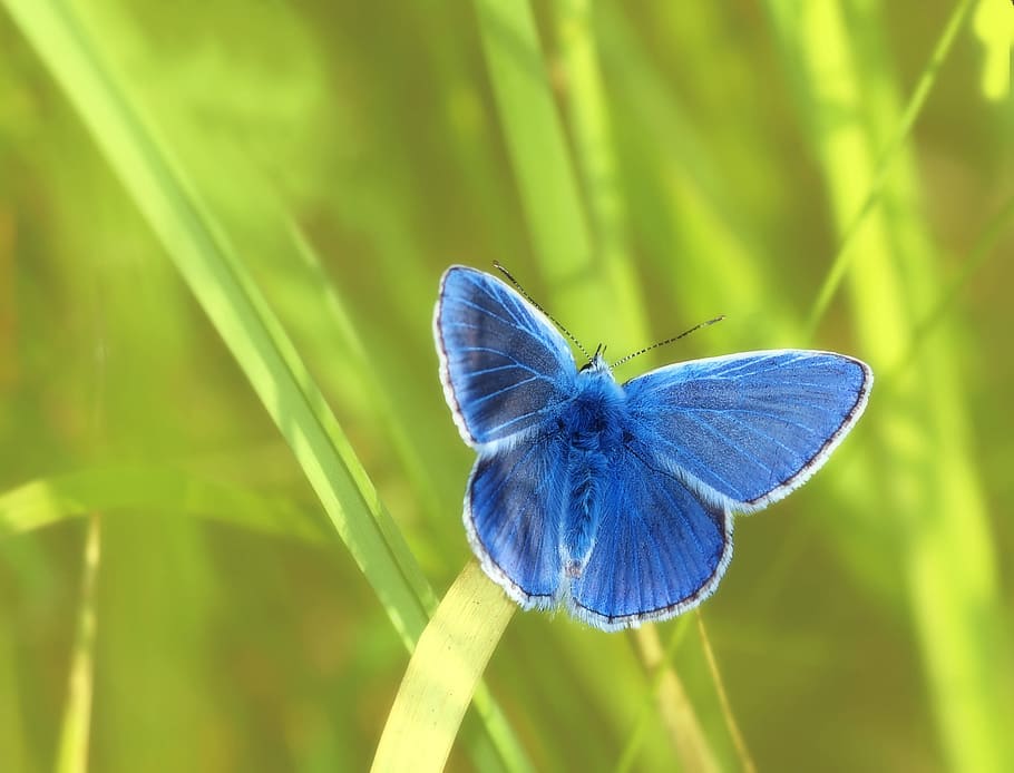 blue, butterfly, insect, beautiful, wings, beauty in nature HD wallpaper