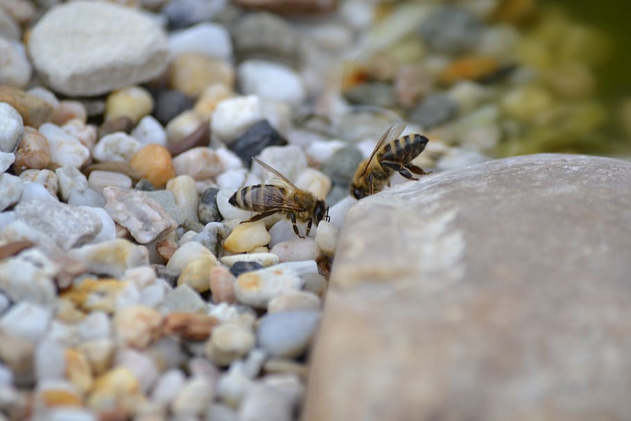 bee, pond, nature, insect, water, stones, garden, honey bee HD wallpaper