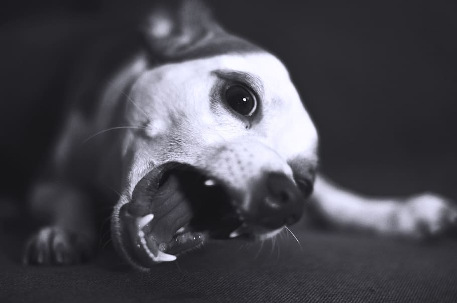 dog, teeth, bite, wild, puppy, mammal, one animal, animal themes HD wallpaper