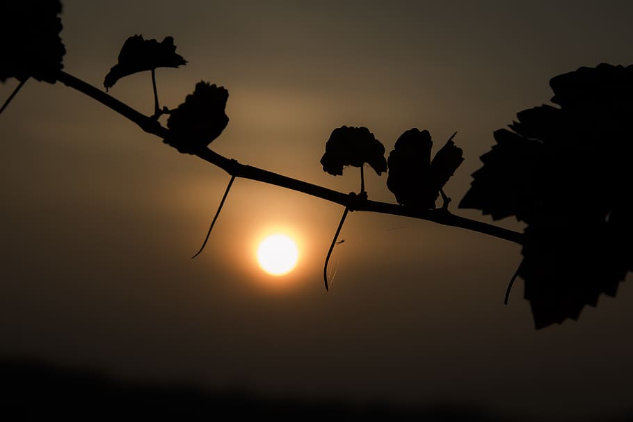 sun, sky, leaves, sunset, trees, landscape, scenic, nature HD wallpaper