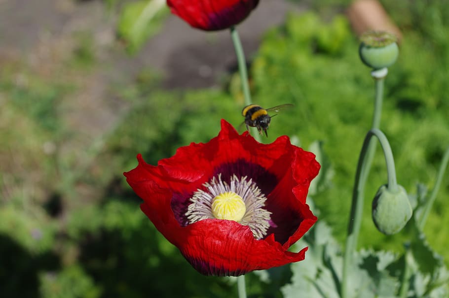 australia, tasmania, flower, flowering plant, petal, beauty in nature HD wallpaper