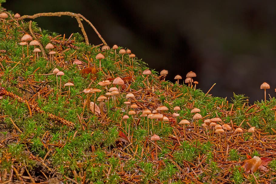 small mushrooms, forest mushrooms, moss, sponge, mini mushroom, HD wallpaper