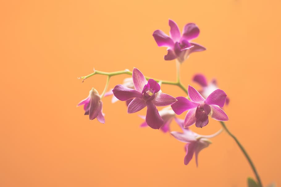 Purple Flowers, bloom, blossom, flora, floral, flowerpot, orange HD wallpaper