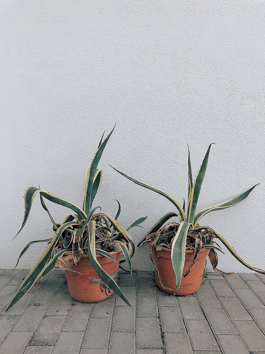 Two Potted Snake Plants, bright, colors, daylight, environment HD wallpaper