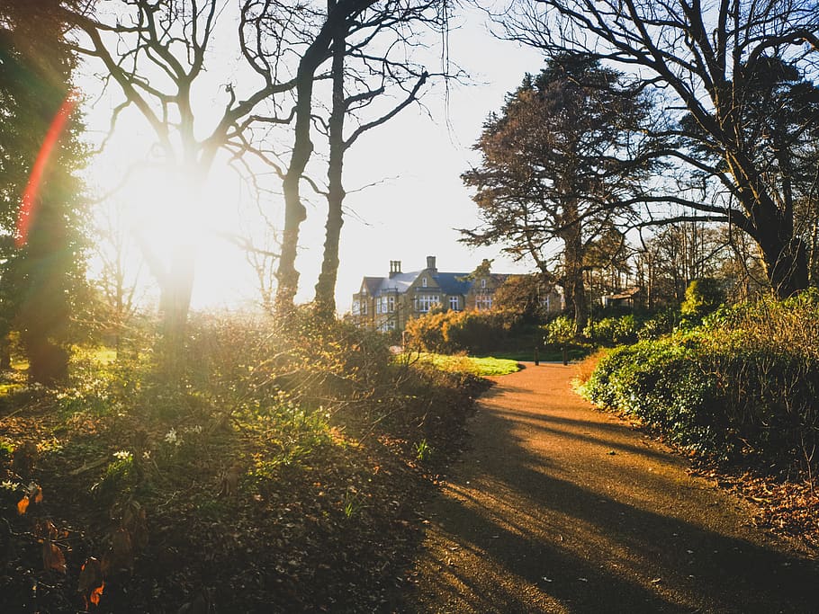 green trees and brown pathway during daytime, flare, light, sunlight HD wallpaper
