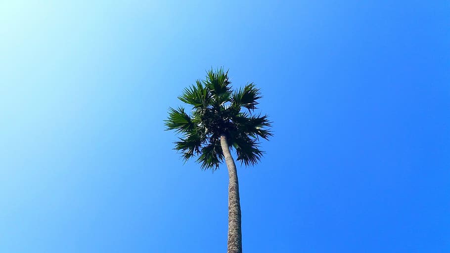 Low Angle Photo of Palm Tree, blue sky, clear sky, coconut tree