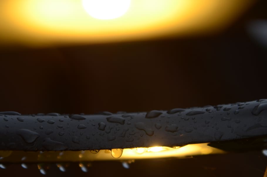 light, beverage, drink, alcohol, drops, beer, plant, lager HD wallpaper