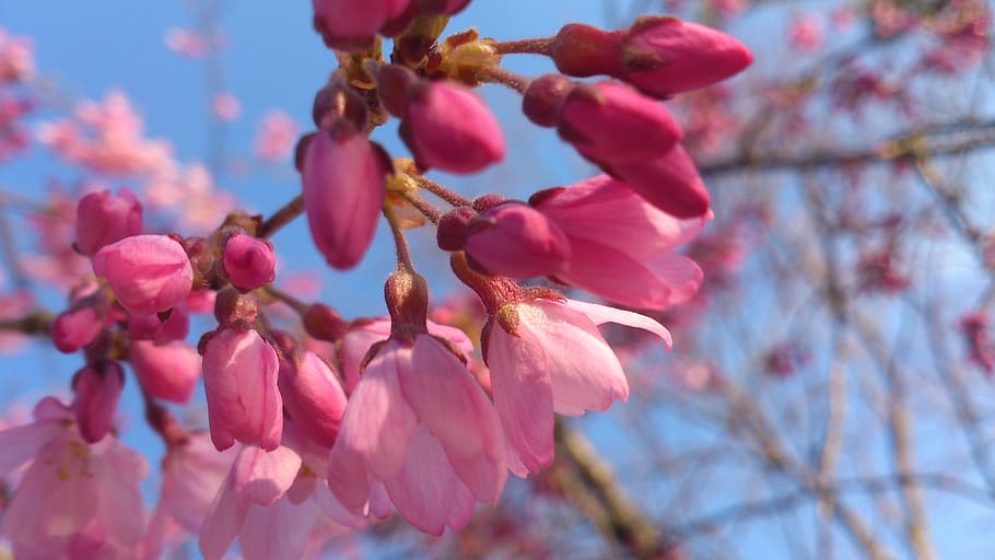 spring, cherry blossoms, pink, cherry blossom viewing, clear skies HD wallpaper