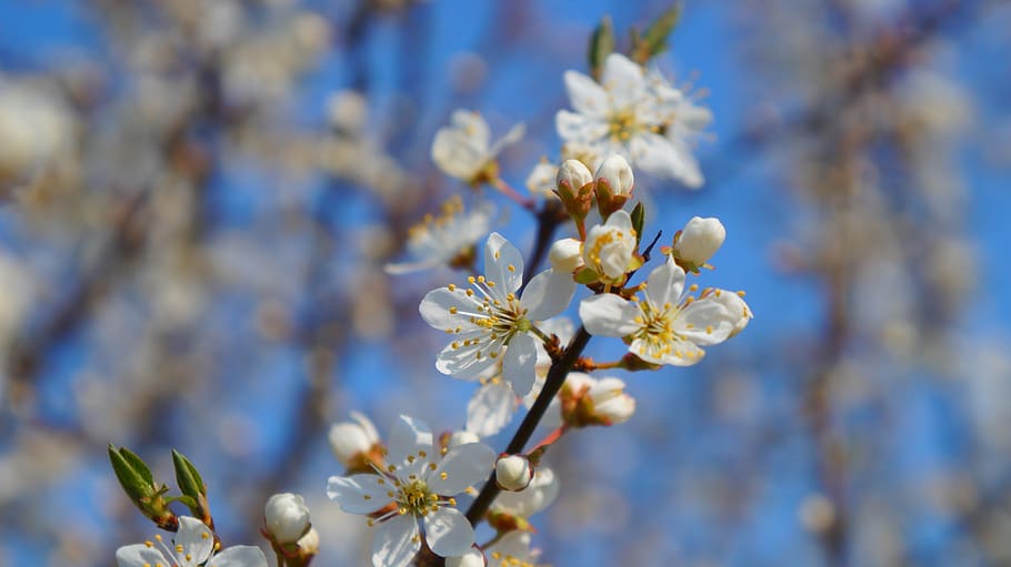 nature, plant, tree, sprig, fruit, flowering, garden, spring HD wallpaper