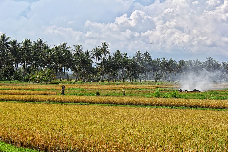 bali, indonesia, trees, rice field, bali island, pal, yellow, HD wallpaper