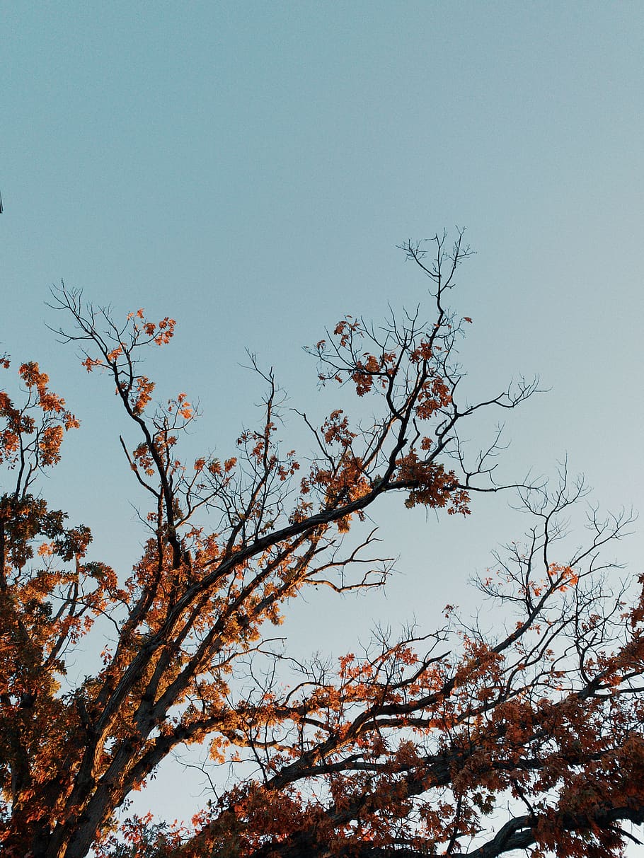 brown-leafed tree during day time, plant, 107-33 112th st, queens HD wallpaper