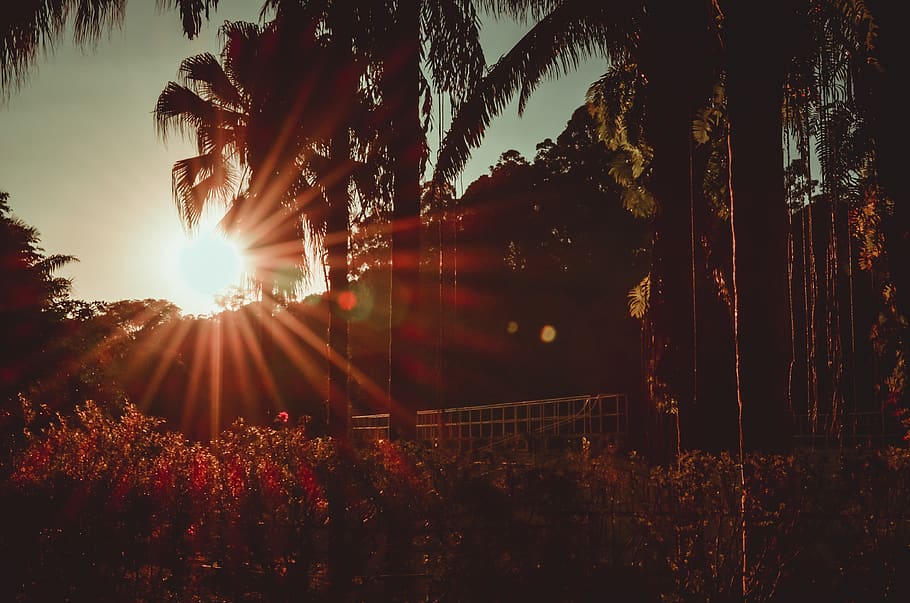Coconut Trees And Plants During Golden Hour, backlit, dawn, dusk HD wallpaper