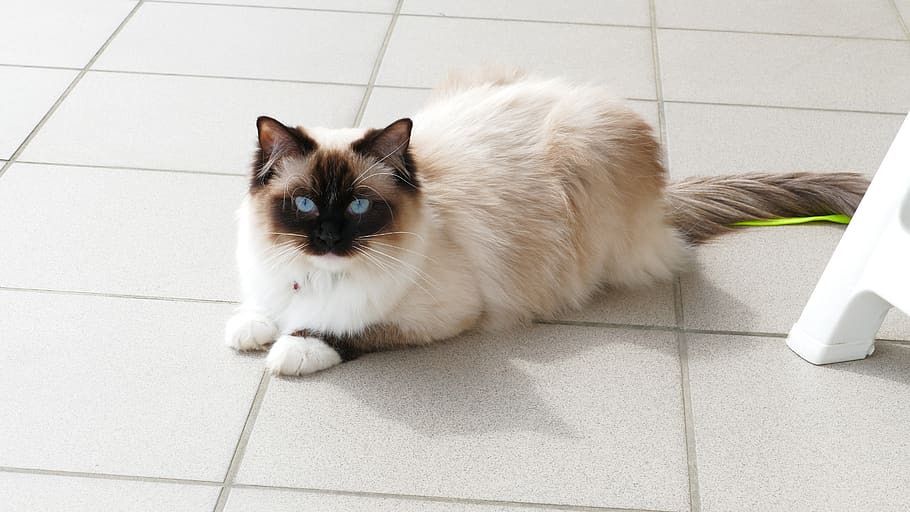 cat, thoroughbred, ragdoll, nice, animals, kitten, mammal, sweet HD wallpaper