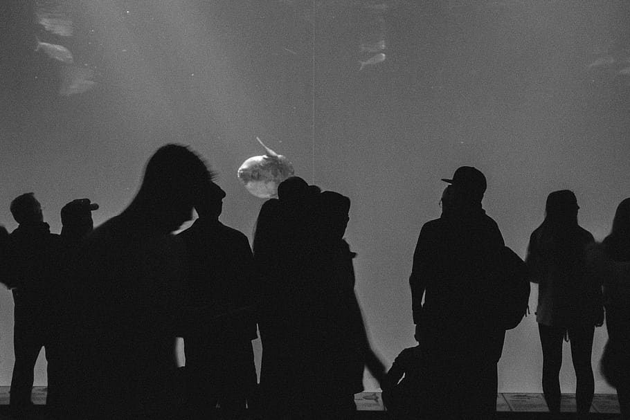 aquarium, group of people, silhouette, real people, men, women HD wallpaper