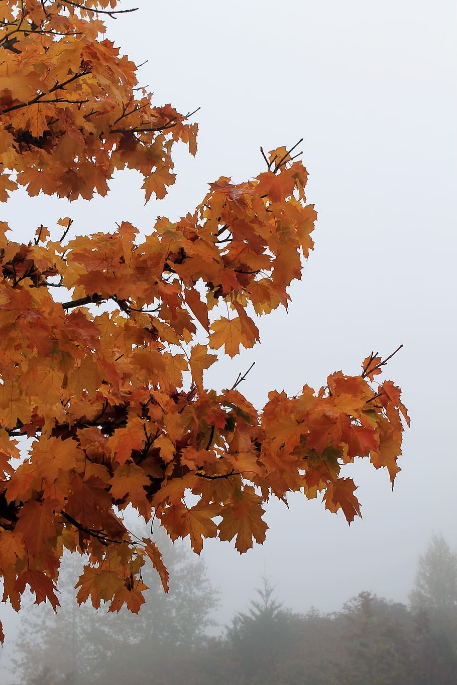trees, autumn, fall, color, yellow, orange, change, plant, nature HD wallpaper