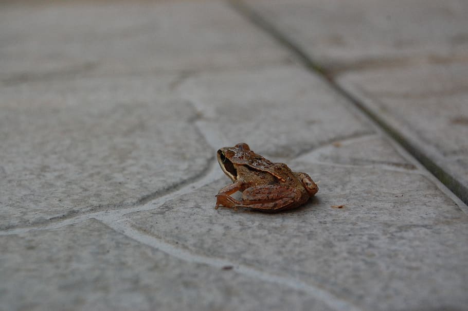 frog, animal, one animal, animal themes, footpath, no people HD wallpaper
