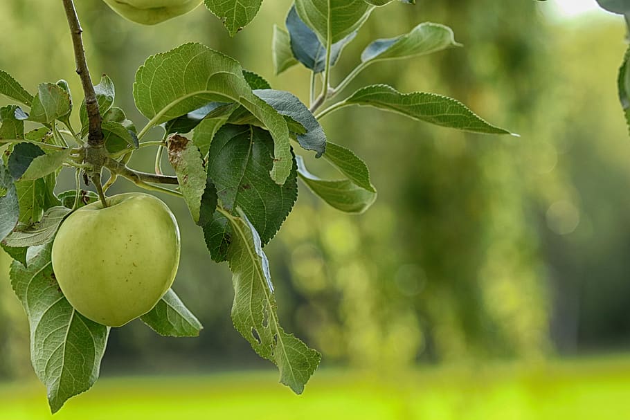 apple, apple tree, leaf, green, fruit, nature, plant part, food and drink HD wallpaper