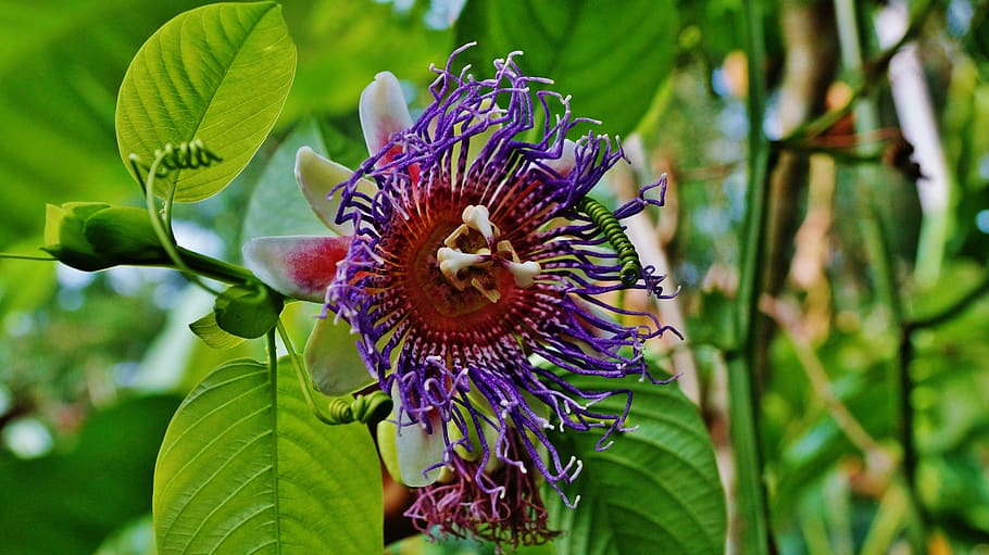 bali, nature, leaf, plant, summer, flower, flowering plant HD wallpaper