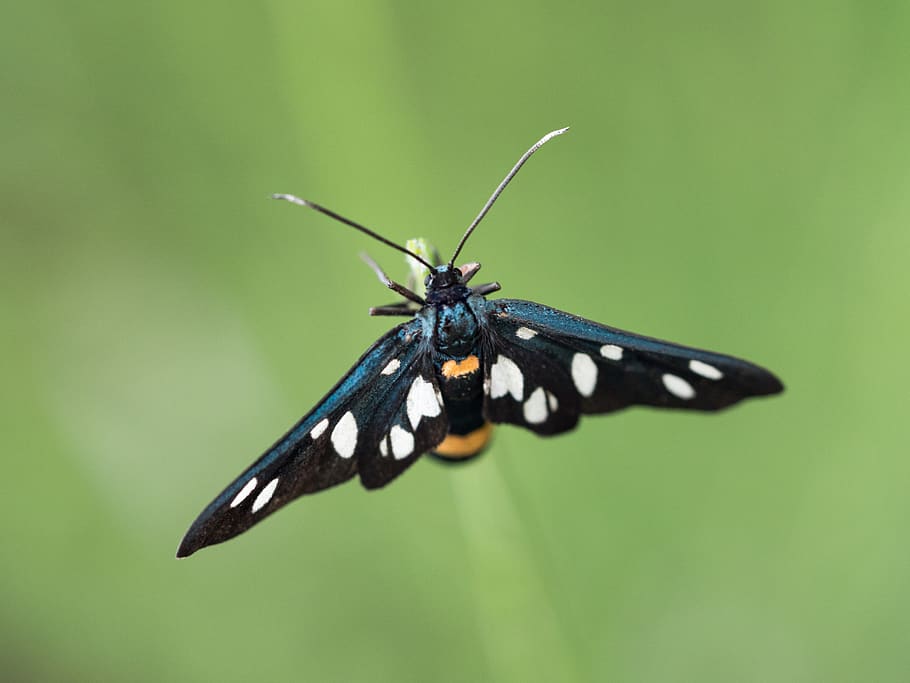 italy, laghetto granieri, invertebrate, insect, animal themes HD wallpaper