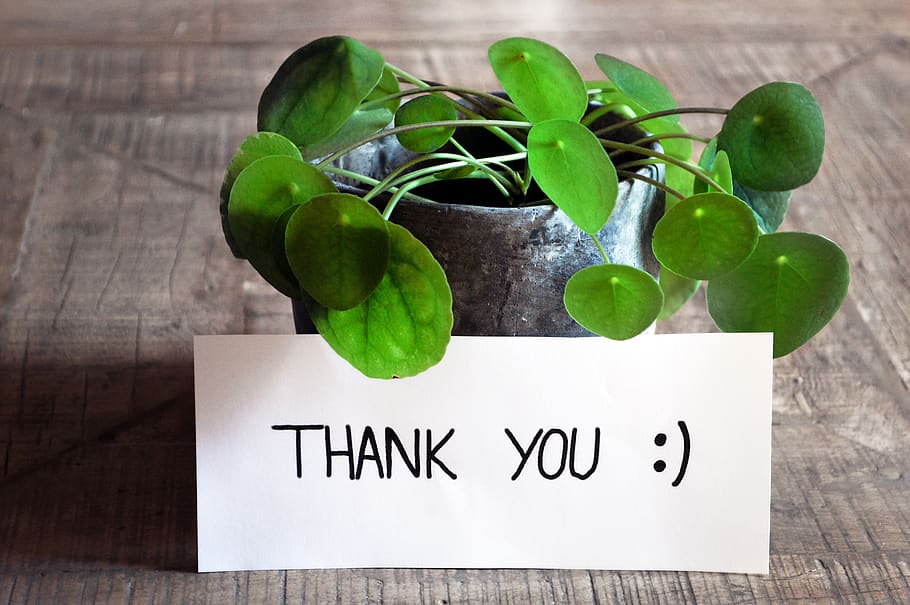 thank you, thank you card, table, plant, pot, modern, wooden table