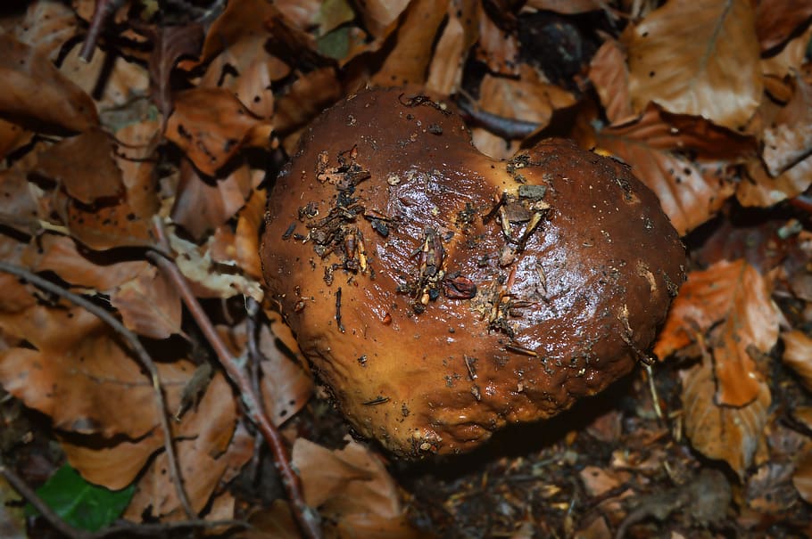 fungus, foliage, forest, november, close-up, food, no people HD wallpaper