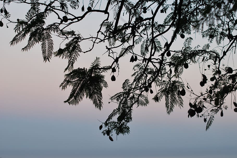 tree, silhouette, sunset, landscape, sky, plant, beauty in nature HD wallpaper