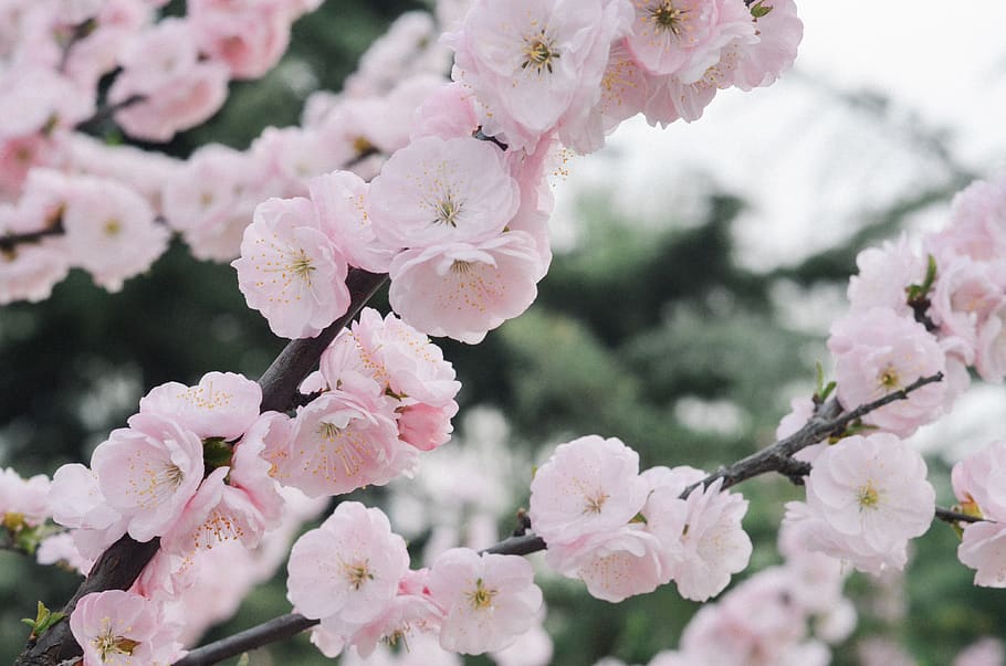 flowers, spring, flowering plant, fragility, vulnerability HD wallpaper