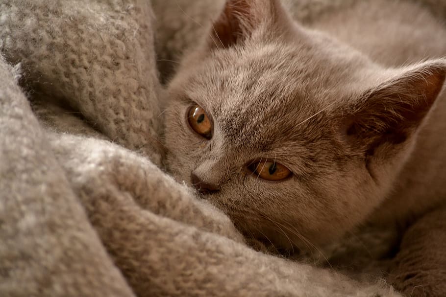 brown, cat, animal, kitten, cute, pet, mammal, animal themes HD wallpaper