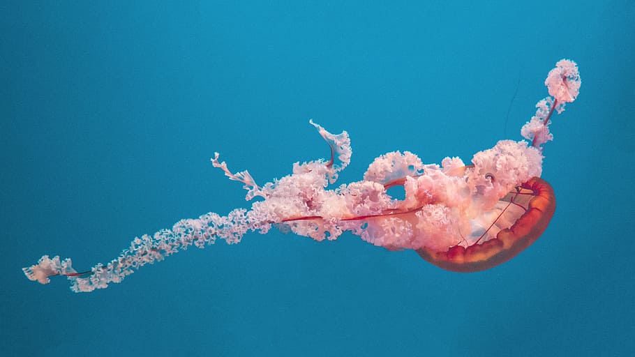 pink and red underwater jellyfish, sealife, aquarium, sting, float, HD wallpaper