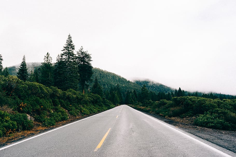 Asphalt Road in Between Trees, straight, transportation, plant HD wallpaper