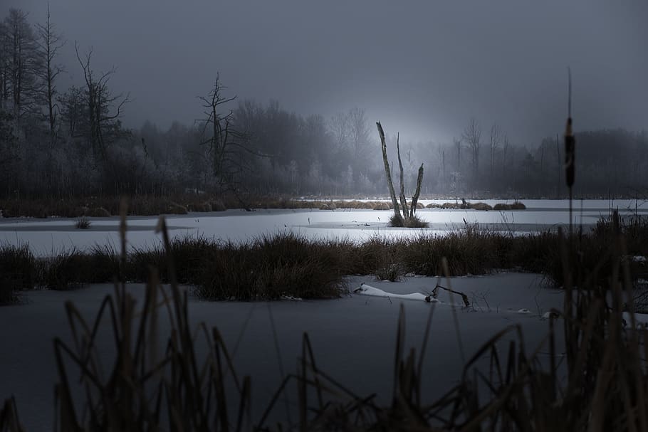 silent, winter, lake, cold, frozen, tree, ice, nature, rest HD wallpaper