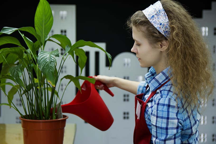 Woman Watering Plant, attractive, beautiful, beautiful woman