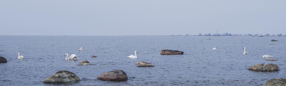 Person Showing Swans on Water, beach, daylight, flying, horizontal plane HD wallpaper