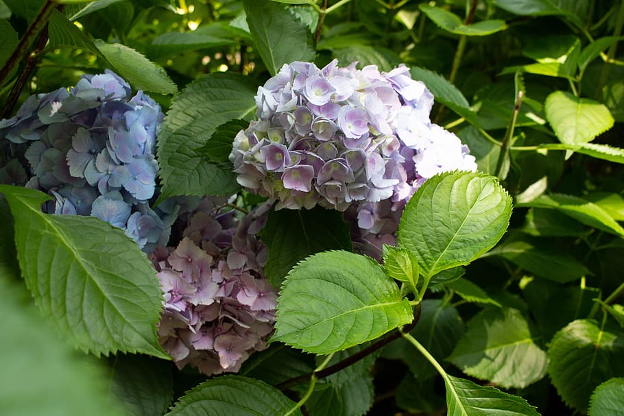 hydrangea, flower, pink, purple, nature, leaf, green, oviedo HD wallpaper