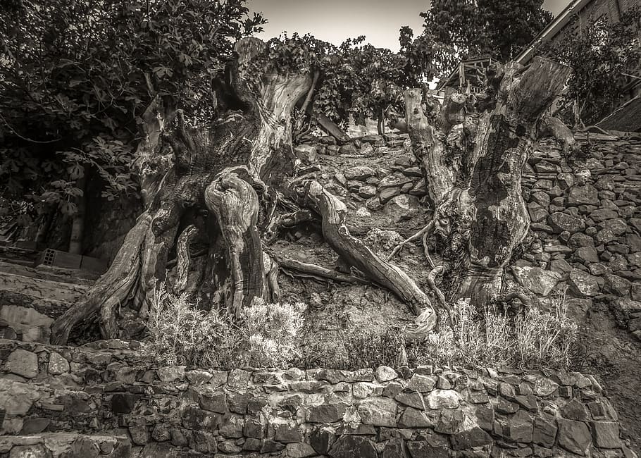 trees, wall, stone, strange, nature, fig tree, kalopanayiotis HD wallpaper