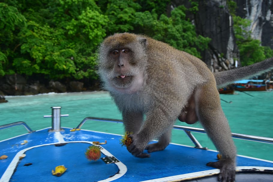 thailand, monkey, fruit, beach, boat, primate, animal wildlife HD wallpaper