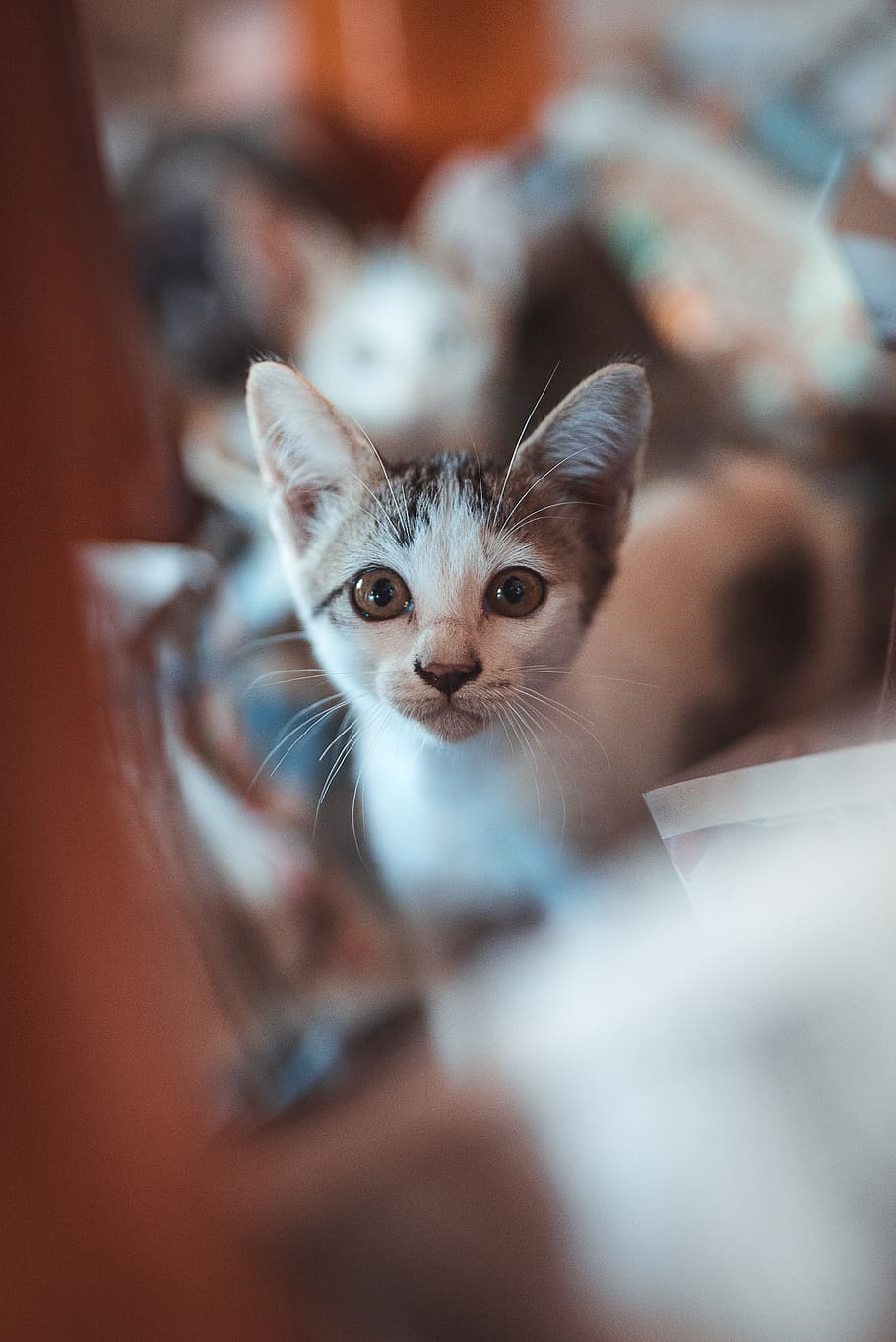 thailand, domestic, pets, mammal, domestic animals, animal themes HD wallpaper