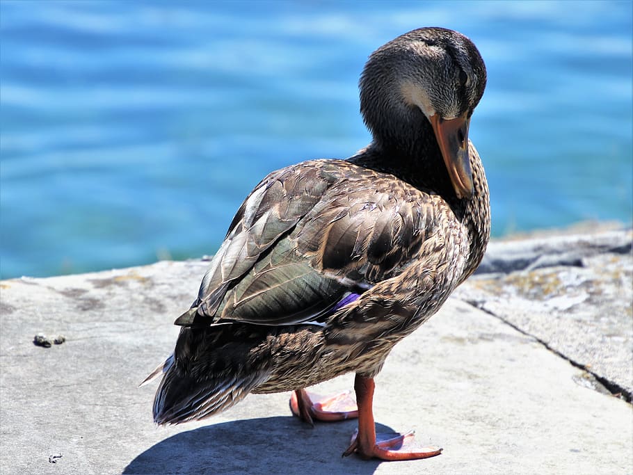 duck, charming, outside, beak, feathers, pen, dom, gentleness HD wallpaper