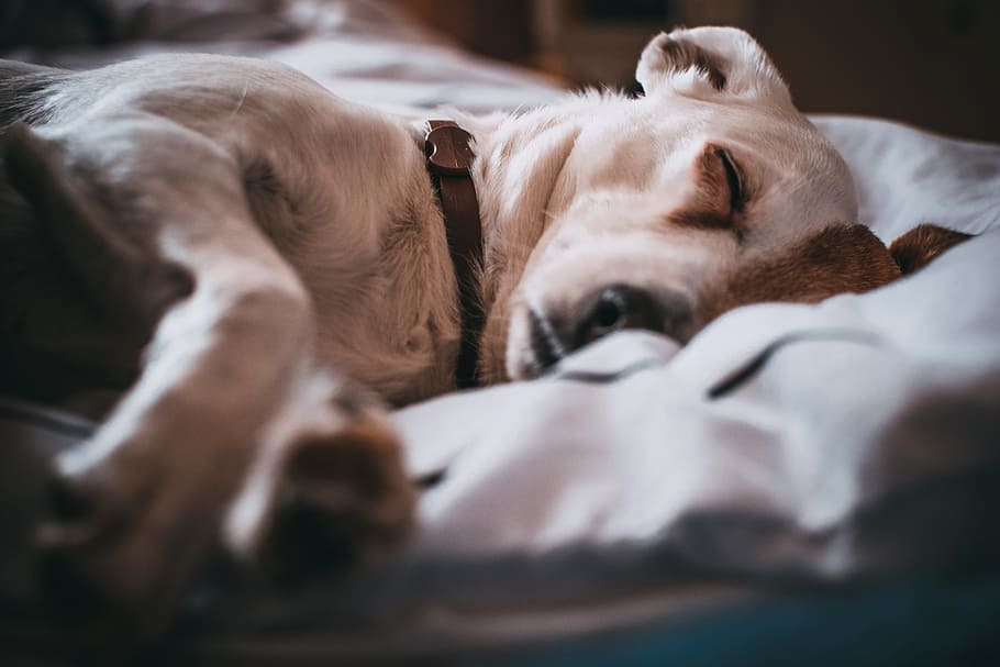 white, dog, sleeping, bed, pet, animals, collar, mammal, animal themes HD wallpaper