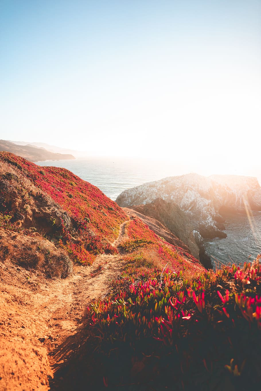 red petaled flowers on mountain during daytime, path, trail, ridge HD wallpaper