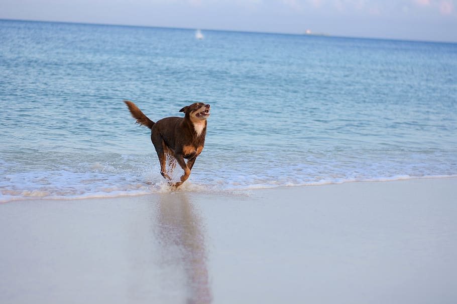 aruba, eagle beach, waves, play, dog, sand, one animal, mammal HD wallpaper
