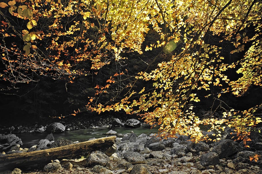 tyrol, austria, nature, idyll, autumn, rest, recovery, bach HD wallpaper