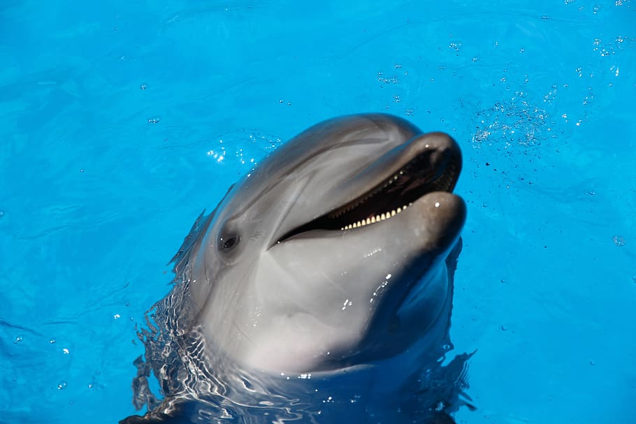 dolphin on water during daytime, pool, animal, sea life, mammal HD wallpaper