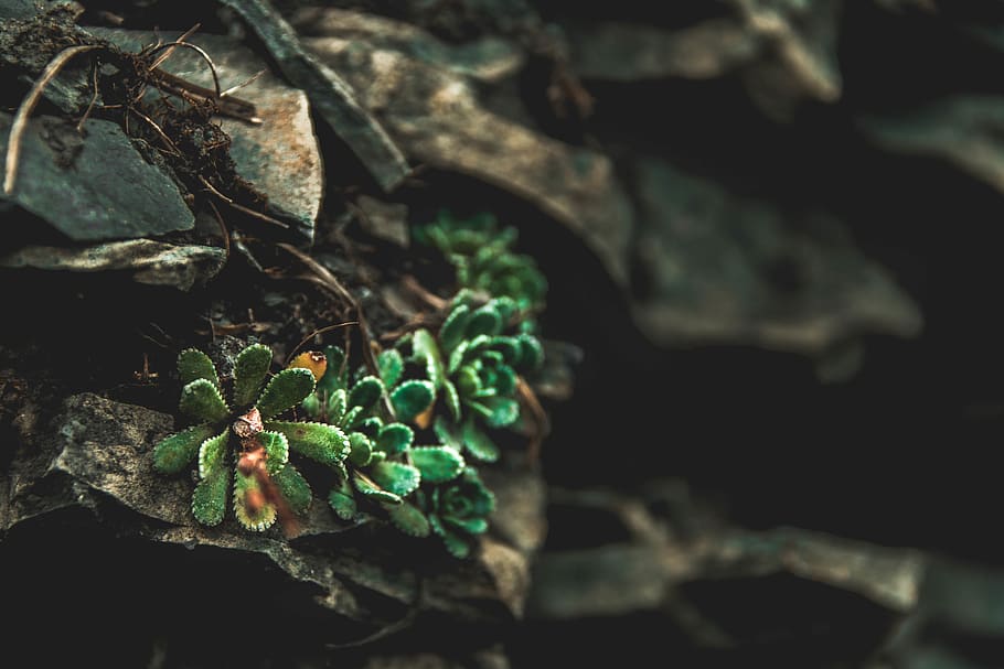 selective focus photography of green succulents, switzerland, HD wallpaper